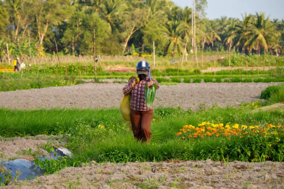 Vườn rau của Hương Quê